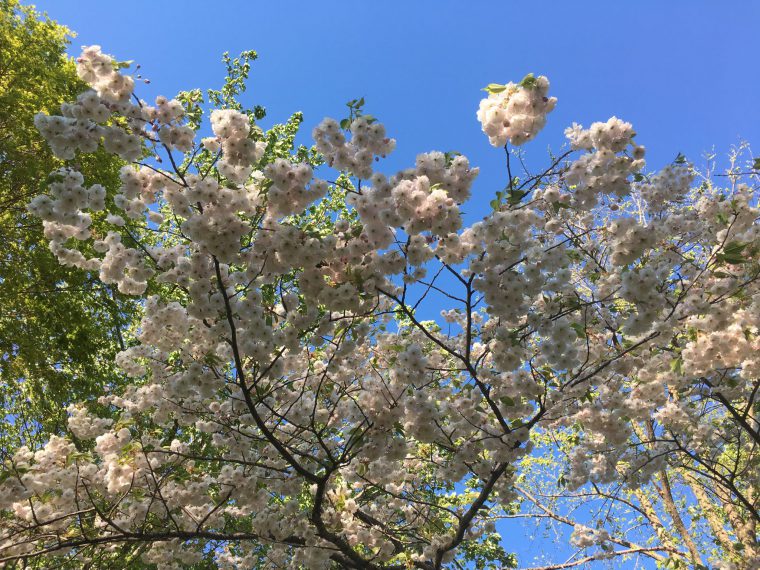 白い大島桜
